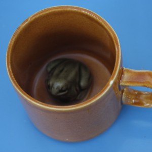 frog in a mug not ww